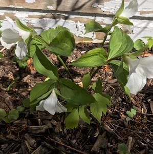 Meet your Posher, Annette